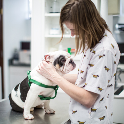 Bulldog at the doctor