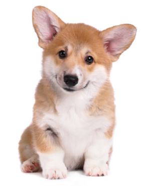 Corgie Puppy
